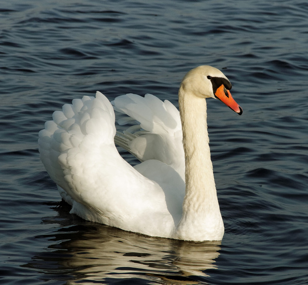 Cisne blanco en el agua. - Foto, imagen