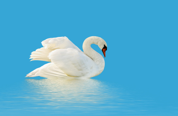 Cisne blanco
. - Foto, Imagen