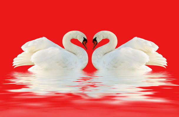 White swans. - Photo, Image