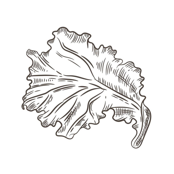 Lettuce leaf. Sketching graphics. Engraving. Vintage illustration. - Вектор,изображение