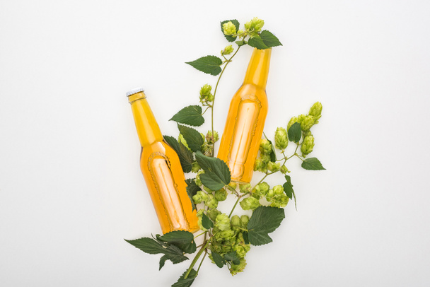 top view of beer in bottles with green hop on white background - Photo, image