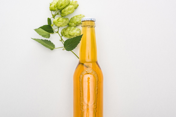 top view of beer in bottle with hop on white background - Photo, Image