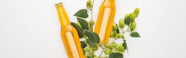 top view of beer in bottles with green hop on white background, panoramic shot - Photo, Image