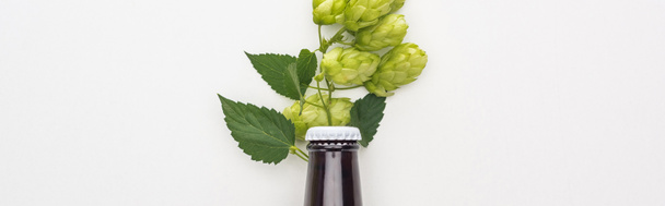 top view of beer in bottle with hop on white background, panoramic shot - Zdjęcie, obraz