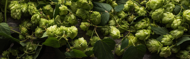 top view of green hop with leaves, panoramic shot - Photo, Image