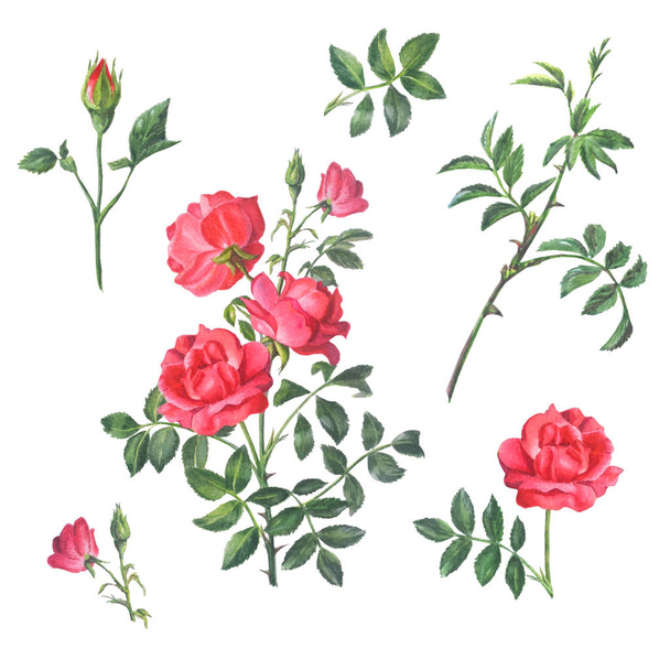 Σετ από κόκκινο τριαντάφυλλο με μπουμπούκια και φύλλα απομονωμένα σε λευκό ΒΑ - Φωτογραφία, εικόνα