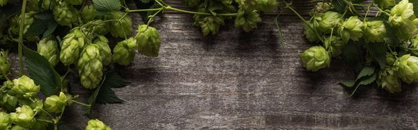 top view of green hop on wooden rustic table, panoramic shot - Фото, зображення