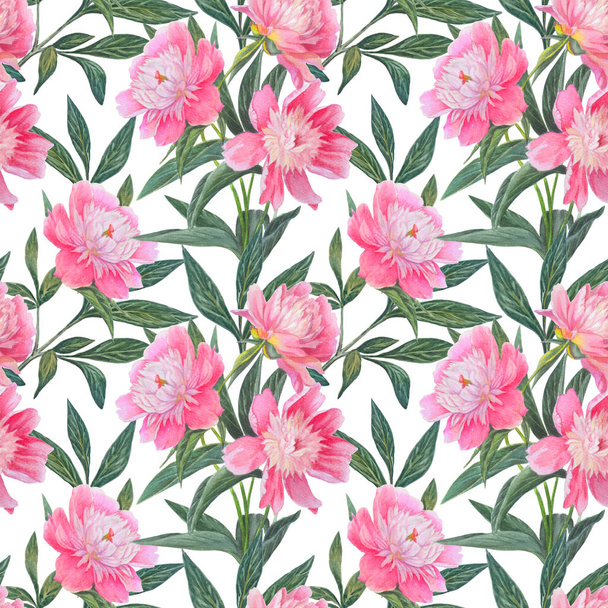 Seamless pattern with beautiful pink peonies isolated on white. - Photo, Image