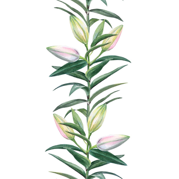   Ilustración botánica realista de acuarela: Brotes de lirio
 . - Foto, imagen