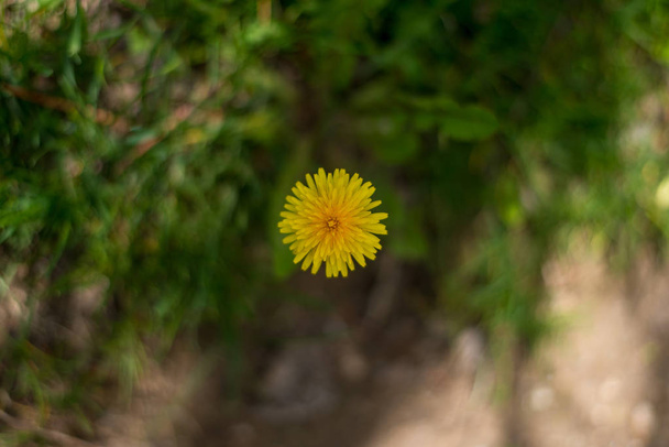 Fondo primavera con bellissimi fiori gialli - Foto, immagini