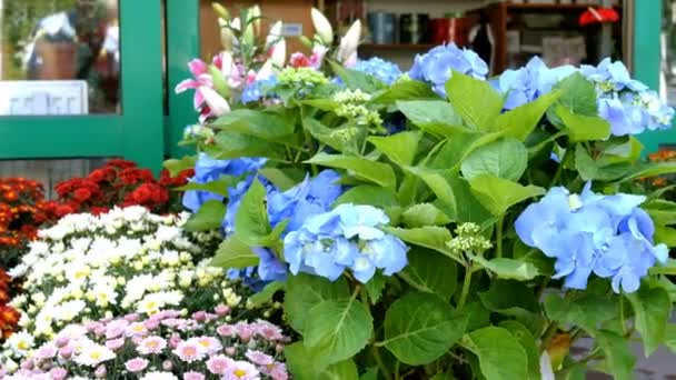 Molti fiori vivaci freschi multicolori in vaso sono esposti in file in vendita accanto a un negozio di fiori. I fiori ondeggiano nel vento. All'aperto. Primo piano
. - Filmati, video