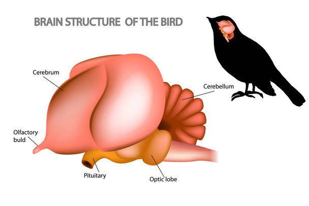 Мозок птахів. Анатомія і птах  - Вектор, зображення