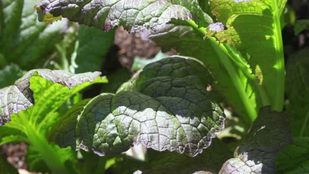 Close-in tekintettel a vöröses-zöld Kale levelek a kertben - Felvétel, videó