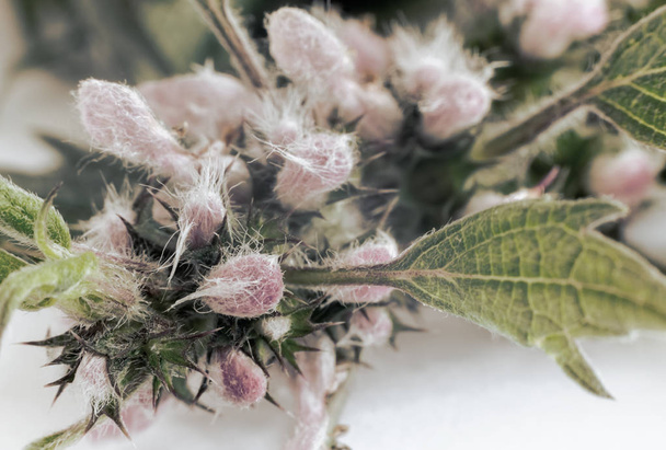 Motherwort - uma planta medicinal com um efeito calmante - Foto, Imagem