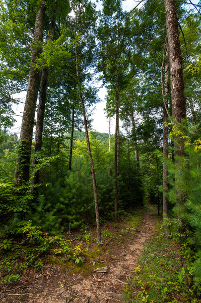 Smoky Mountains landscape along the trails.  Smoky Mountains Nat - Фото, изображение