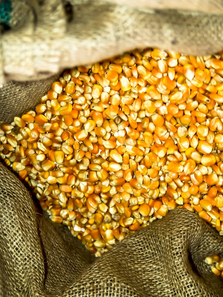 Yellow corn seed on bag in Brazil - Fotografie, Obrázek