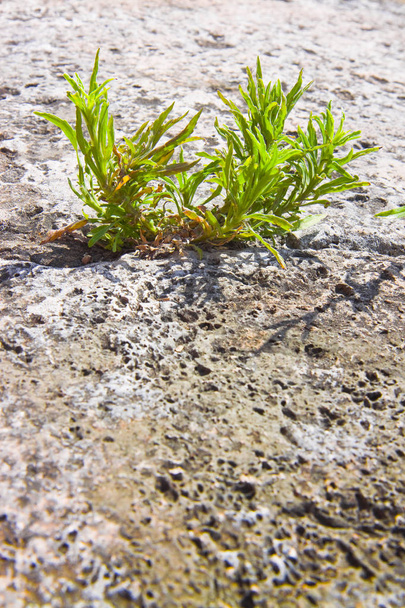 Küçük bitki imkansız bir yerde doğdu-yaşamın gücü CONC - Fotoğraf, Görsel