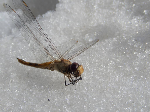 Detail einer winzigen zerbrechlichen Gragonfly - Foto, Bild