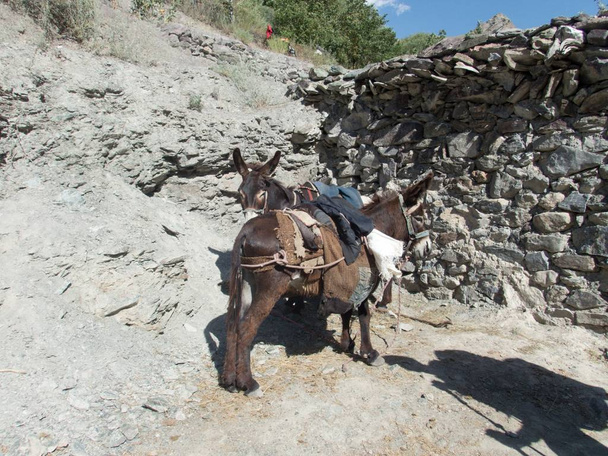 burro en una ruta de trekking
 - Foto, imagen