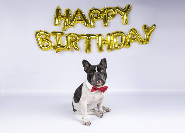 joven bulldog francés con pajarita roja celebrando cumpleaños con globos de feliz cumpleaños
 - Foto, imagen