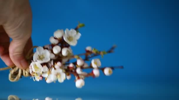 Oksa aprikoosi kukkia sinisellä pohjalla
 - Materiaali, video