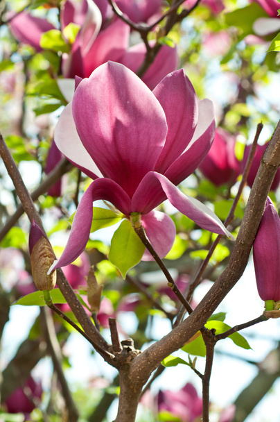 Magnolia flowers - 写真・画像