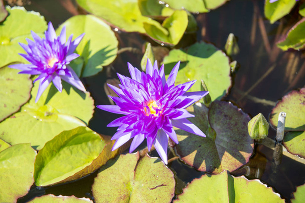 piante acquatiche in fiore in uno stagno
 - Foto, immagini
