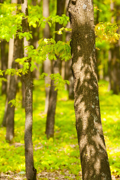 Young oak forest - Φωτογραφία, εικόνα