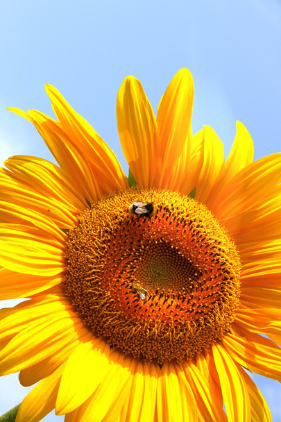 Sarı ayçiçeği - Fotoğraf, Görsel