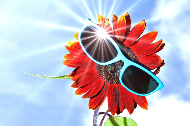 Sunflower with sunglasses - Photo, Image