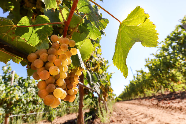 Dojrzałe winogrona białe wino przed zbiorem w winnicy w winnicy, krajobrazu wiejskiego dla uprawy winorośli i produkcji wina rolniczego w Europie - Zdjęcie, obraz