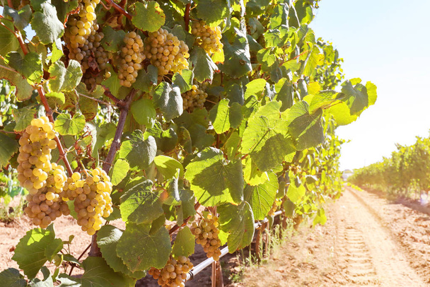 Uvas de vinho branco maduras antes da vindima numa vinha numa adega, paisagem rural para a viticultura e produção de vinho agrícola na Europa
 - Foto, Imagem