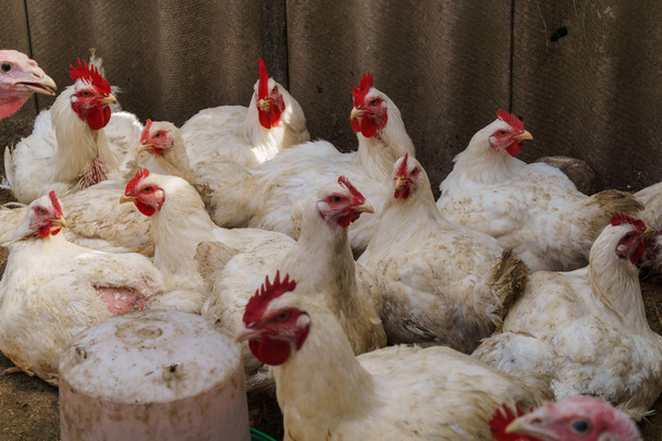 Una bandada de pollos de engorde domésticos blancos en una granja ecológica caminando en un corral de aves
. - Foto, Imagen