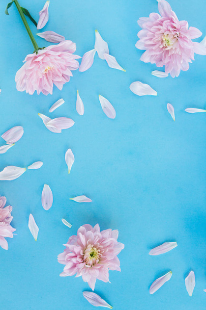 Blue background with light pink chrysanthemum flowers - 写真・画像