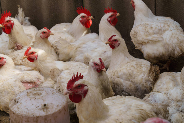 Стая белых домашних цыплят-бройлеров на экологической ферме, ходящих в птичьей ручке
. - Фото, изображение