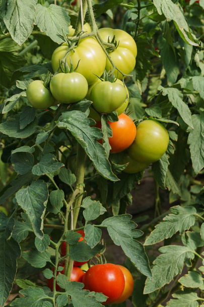Foto met rode en groene tomaten rijpings in de kas op de struiken. - Foto, afbeelding