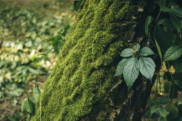ağaç kabuğu yosun kapağı ve bitki yaprakları yeşillik çevre yerel doğa orman sahne manzara görünümü  - Fotoğraf, Görsel