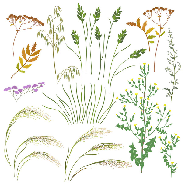Wild Herbs and Cereals Set - Vektor, Bild