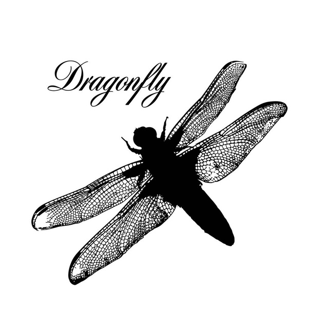 The silhouette of a dragonfly. Vector illustration - Vector, imagen
