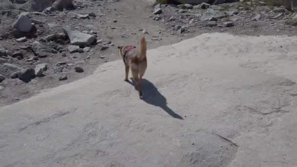 2019. július 26. Norvégiában. Túrázók kutyákkal a Trolltungán. Kutyasétáltatás Norvégiában. túrázás, túrázás, életmód kedvtelésből tartott norvég fogalommal. Túrázók kutyákkal a hegyekben. Ember kutyával az úton a - Felvétel, videó