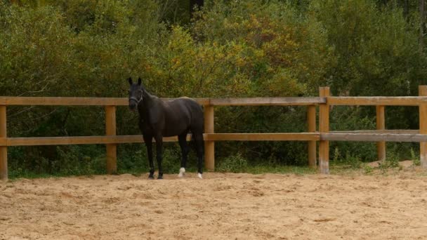 μαύρο άλογο στέκεται σε μια άποση ματιά στην κάμερα κουνώντας την ουρά της - Πλάνα, βίντεο