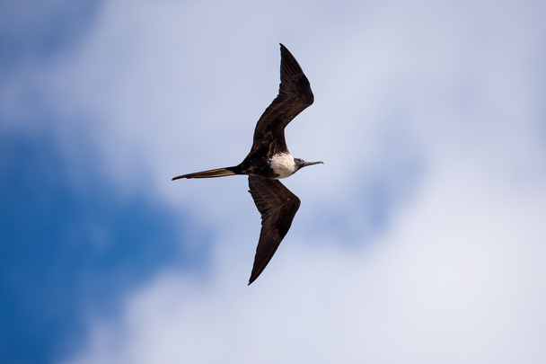 Femmina Frigatebird (Fregata magnificens) in volo
. - Foto, immagini