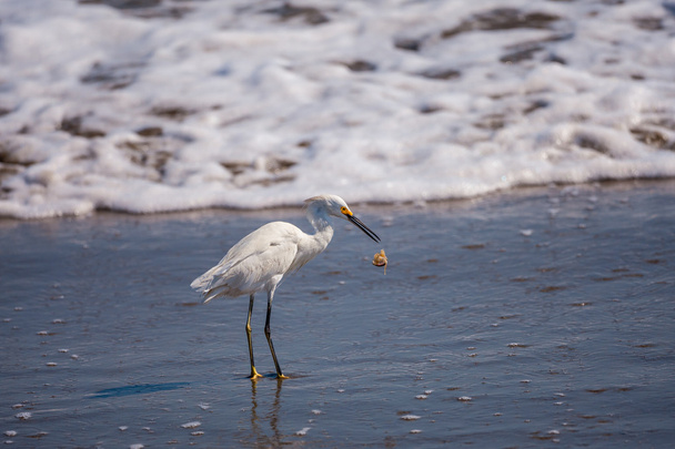 Volavka (Egretta Thuja) s velkým písku krab. Přijatá nea - Fotografie, Obrázek