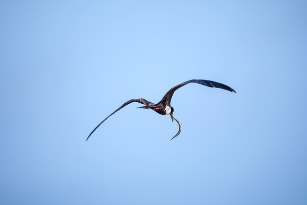 Femmina Frigatebird (Fregata magnificens) con Pesce ago
 - Foto, immagini