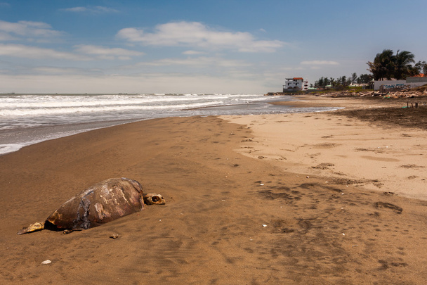 смерть на пляжі
 - Фото, зображення