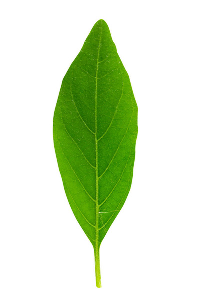 leaf isolated on a white background with clipping path. - 写真・画像
