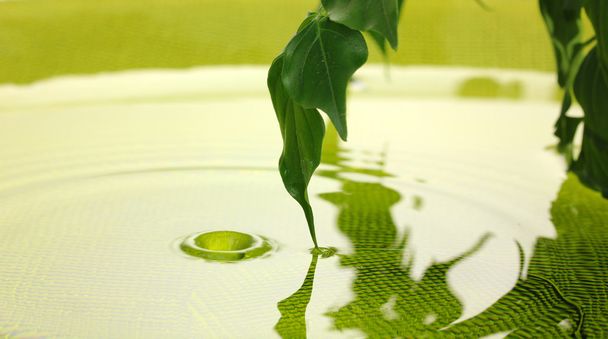 Green leaves with reflection in water - Foto, Bild