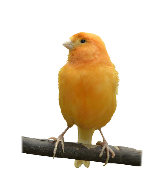 Wild Canary - Photo, Image