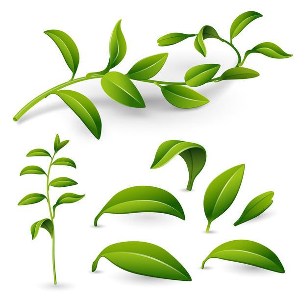 Branch with leaves - Vector, Image