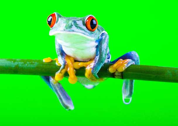 Frog on green background - Photo, Image